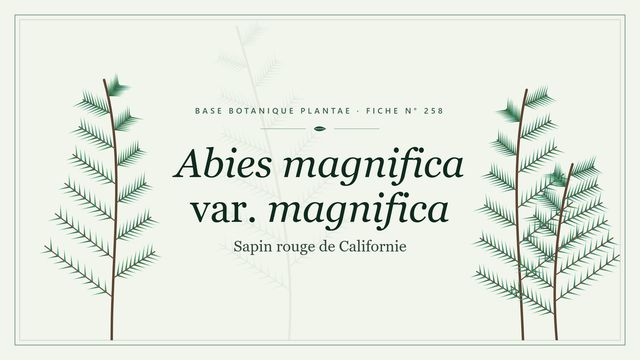 258 abies magnifica var. magnifica : guide complet Planche botanique stylisée d’Abies magnifica var. magnifica (Sapin rouge de Californie)