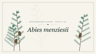 Planche botanique stylisée d’Abies menziesii