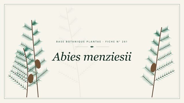 261 abies menziesii : les bases Planche botanique stylisée d’Abies menziesii