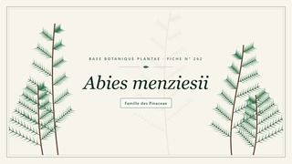 Planche botanique stylisée d’Abies menziesii, famille des Pinaceae