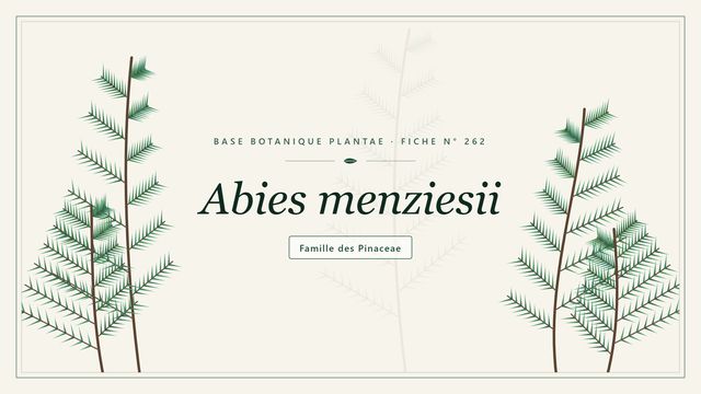 262 abies menziesii : l'essentiel Planche botanique stylisée d’Abies menziesii, famille des Pinaceae