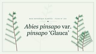 Planche botanique stylisée d’Abies pinsapo var. pinsapo ‘Glauca’