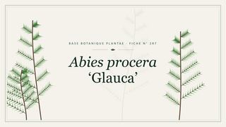 Planche botanique stylisée d’Abies procera ‘Glauca’