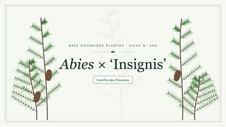Planche botanique stylisée d’Abies × ‘Insignis’, famille des Pinacées