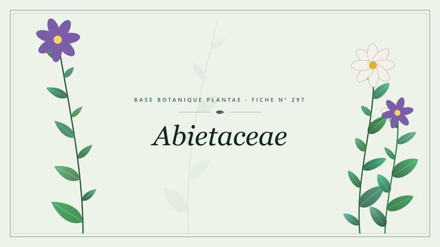Abietaceae (Pinaceae) Planche botanique stylisée d’Abietaceae