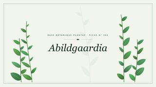 Planche botanique stylisée d’Abildgaardia