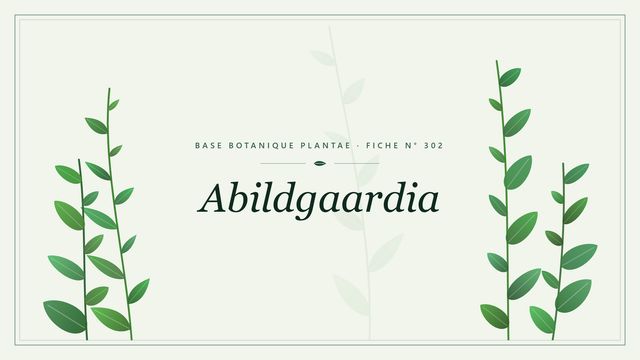 Abildgaardia : fiche descriptive et taxonomie Planche botanique stylisée d’Abildgaardia