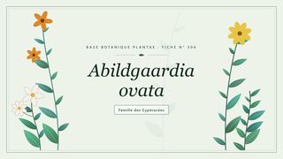 Planche botanique stylisée d’Abildgaardia ovata, famille des Cypéracées
