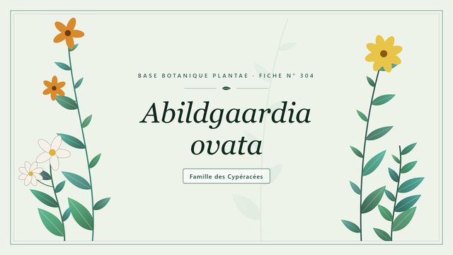 304 abildgaardia ovata : conseils et analyse Planche botanique stylisée d’Abildgaardia ovata, famille des Cypéracées