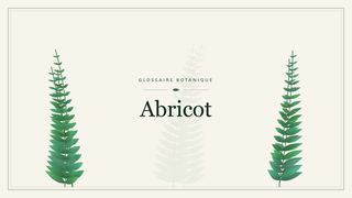 Illustration botanique stylisée du terme « Abricot » du glossaire
