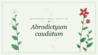 Planche botanique stylisée d’Abrodictyum caudatum