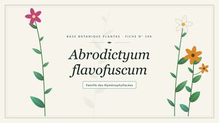 Planche botanique stylisée d’Abrodictyum flavofuscum, famille des Hyménophyllacées
