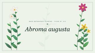 Planche botanique stylisée d’Abroma augusta