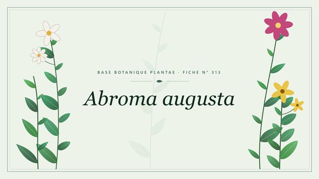 Abroma augusta : fiche descriptive et taxonomie Planche botanique stylisée d’Abroma augusta