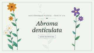 Planche botanique stylisée d’Abroma denticulata, famille des Malvacées