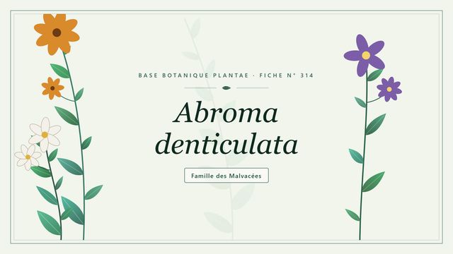 314 abroma denticulata : ce qu'il faut savoir Planche botanique stylisée d’Abroma denticulata, famille des Malvacées
