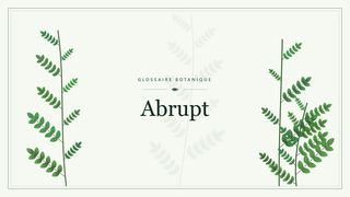 Illustration botanique stylisée du terme « Abrupt » du glossaire