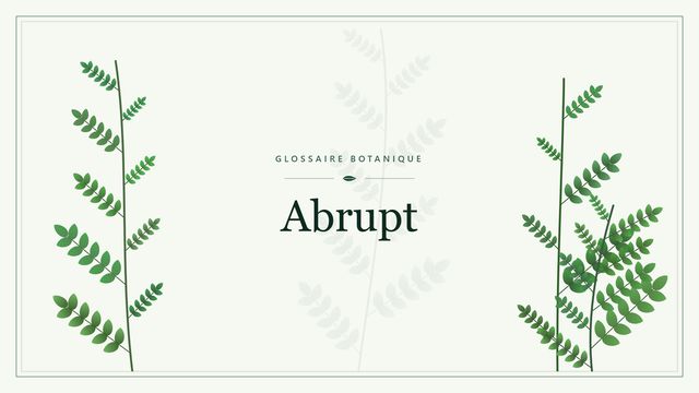Définition de « abrupt » en botanique Illustration botanique stylisée du terme « Abrupt » du glossaire