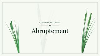Illustration botanique stylisée du terme « Abruptement » du glossaire