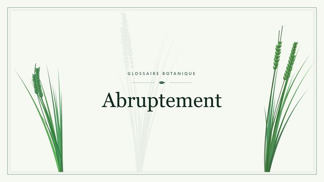 Abruptement : les bases Illustration botanique stylisée du terme « Abruptement » du glossaire