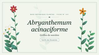Planche botanique stylisée d’Abryanthemum acinaciforme (Griffes de sorcière), famille des Aizoaécées
