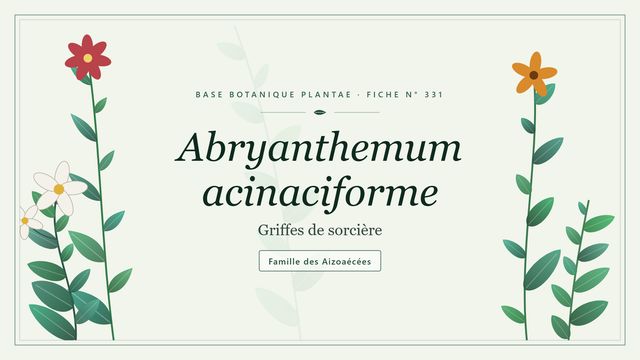 331 abryanthemum acinaciforme : ce qu'il faut savoir Planche botanique stylisée d’Abryanthemum acinaciforme (Griffes de sorcière), famille des Aizoaécées