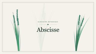 Illustration botanique stylisée du terme « Abscisse » du glossaire