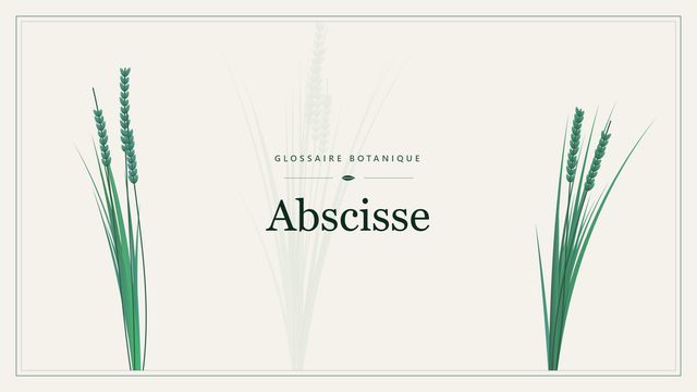 Abscisse : l'essentiel Illustration botanique stylisée du terme « Abscisse » du glossaire