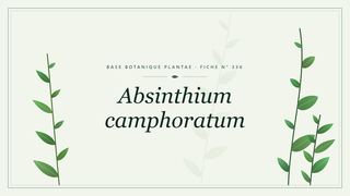Planche botanique stylisée d’Absinthium camphoratum