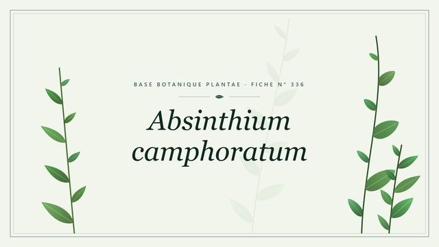Absinthium camphoratum : fiche descriptive et taxonomie Planche botanique stylisée d’Absinthium camphoratum