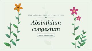 Planche botanique stylisée d’Absinthium congestum, famille des Asteraceae