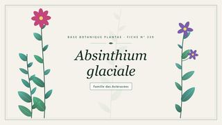 Planche botanique stylisée d’Absinthium glaciale, famille des Astéracées