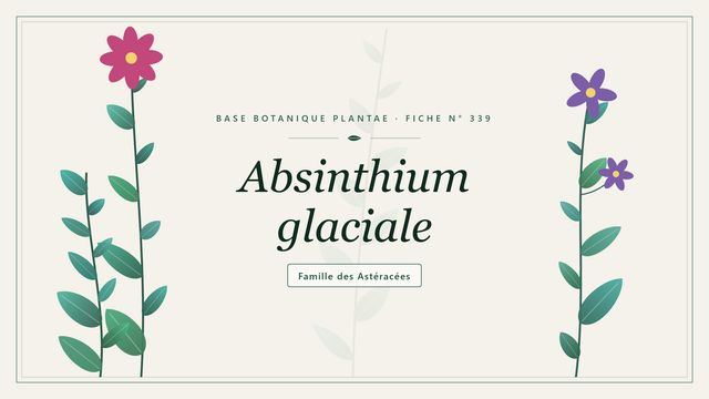 339 absinthium glaciale : décryptage Planche botanique stylisée d’Absinthium glaciale, famille des Astéracées