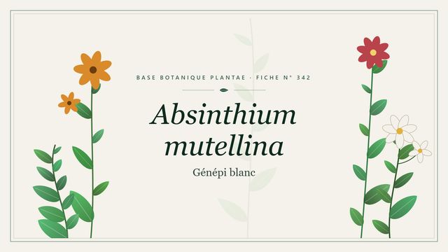 342 absinthium mutellina : guide complet Planche botanique stylisée d’Absinthium mutellina (Génépi blanc)