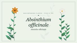 Planche botanique stylisée d’Absinthium officinale (Absinthe officinale)
