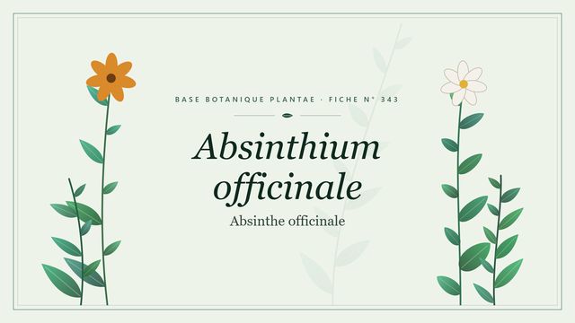 343 absinthium officinale : tout comprendre Planche botanique stylisée d’Absinthium officinale (Absinthe officinale)