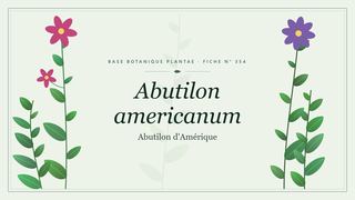 Planche botanique stylisée d’Abutilon americanum (Abutilon d'Amérique)