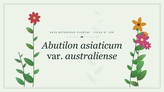 Planche botanique stylisée d’Abutilon asiaticum var. australiense