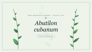 Planche botanique stylisée d’Abutilon cubanum, famille des Malvacées