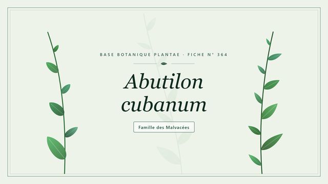 364 abutilon cubanum : conseils et analyse Planche botanique stylisée d’Abutilon cubanum, famille des Malvacées
