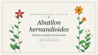 Planche botanique stylisée d’Abutilon hernandioides (Abutilon à feuilles de Hernandia), famille des Hernandiacées