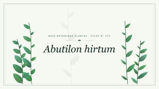 Planche botanique stylisée d’Abutilon hirtum