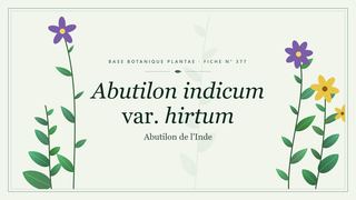 Planche botanique stylisée d’Abutilon indicum var. hirtum (Abutilon de l'Inde)