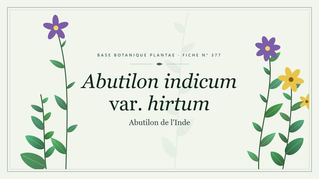377 abutilon indicum var. hirtum : comment s'y retrouver Planche botanique stylisée d’Abutilon indicum var. hirtum (Abutilon de l'Inde)
