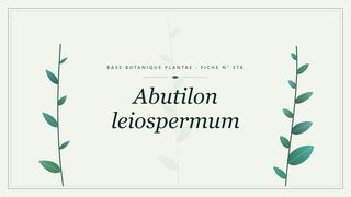 Planche botanique stylisée d’Abutilon leiospermum