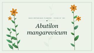 Planche botanique stylisée d’Abutilon mangarevicum
