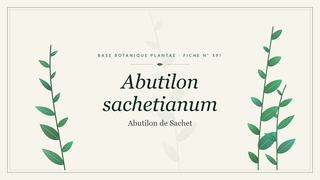 Planche botanique stylisée d’Abutilon sachetianum (Abutilon de Sachet)