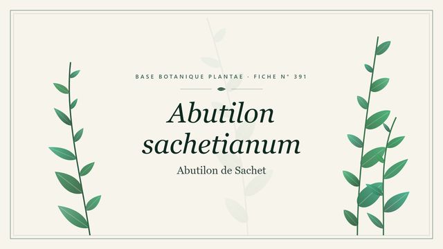 391 abutilon sachetianum : repères utiles Planche botanique stylisée d’Abutilon sachetianum (Abutilon de Sachet)