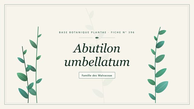 396 abutilon umbellatum : conseils et analyse Planche botanique stylisée d’Abutilon umbellatum, famille des Malvaceae