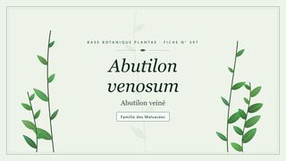 Planche botanique stylisée d’Abutilon venosum (Abutilon veiné), famille des Malvacées